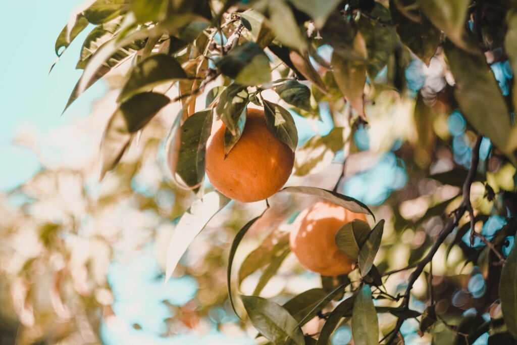 Orange Fruits on a Tree