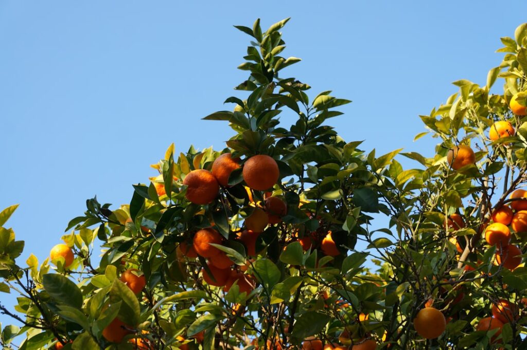 You can’t resist to grab such an orange, but it doesn’t taste well